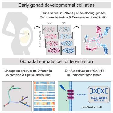 Dev_Cell's tweet card. To investigate gonadal somatic cell lineage specification in humans, Lardenois, Suglia, et al. combine single-cell transcriptomics, trajectory analyses, and organotypic cultures. They identify...