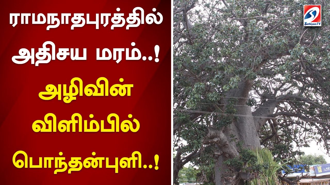 tree_vanam's tweet card. ராமநாதபுரத்தில் அதிசய மரம்..! அழிவின் விளிம்பில் பொந்தன்புளி..!