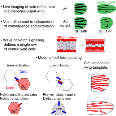Dev_Cell's tweet card. Herszterg et al. show that during morphogenesis of the Drosophila pupal wing, a wave of Notch signaling activity updates cell fates to ensure robust and precise patterning of wing veins.