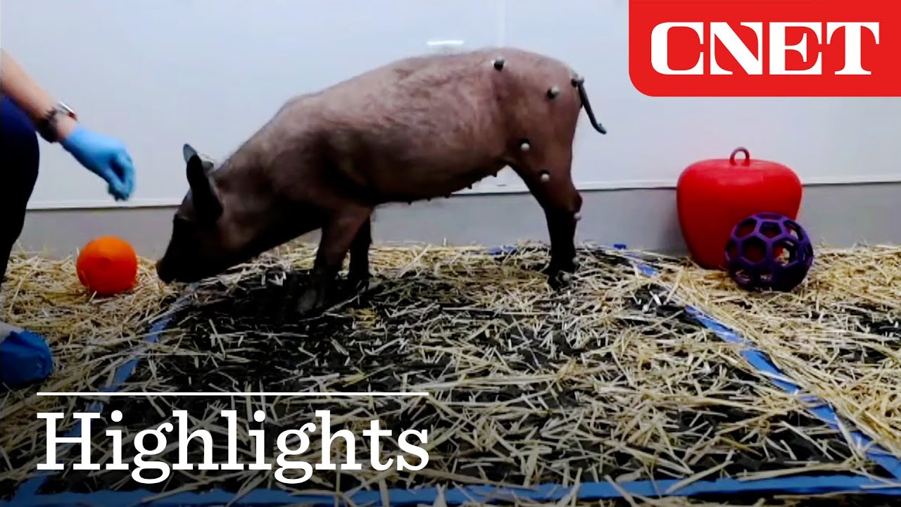 CassiaChloe's tweet card. Watch Neuralink's Spinal Implant Stimulate Movement in Pig