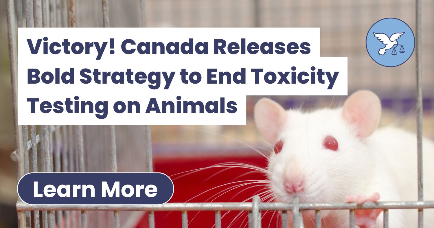 AnimalJustice's tweet card. Canada’s new strategy targets toxicity testing on animals, aiming to replace cruel experiments with modern, humane science by 2035.