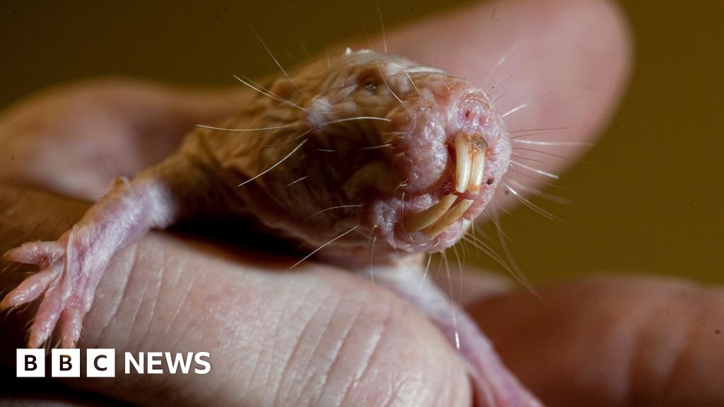 barrybunin's tweet card. The bald, subterranean rats are the world's longest-lived rodent.