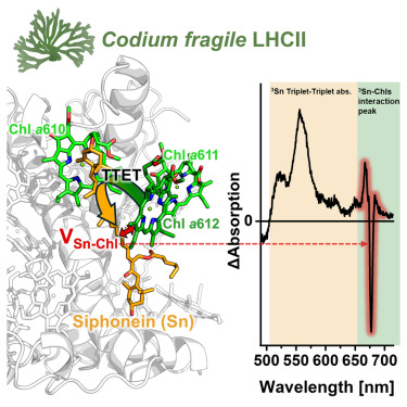 CellRepPhysSci's tweet card. Agostini et al. reveal how a siphonous alga achieves unusually efficient photoprotection in its light-harvesting antenna by means of siphonein, a keto-carotenoid. Combining advanced spectroscopy with...