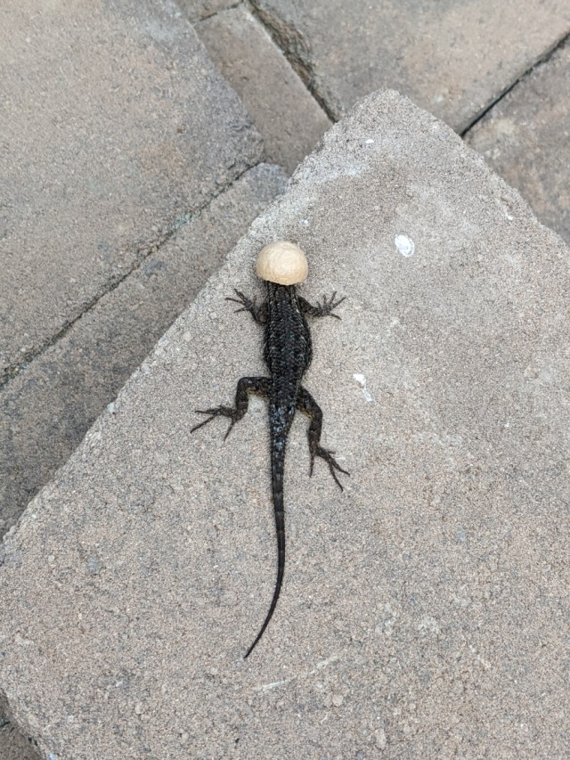 BlogTechGuy's tweet card. We rescued this lizard with a macadamia nutshell on it’s head. Some may call me a hero, but I regret not recording the rescue for America’s Funniest Home Videos. And possibly not (gently) dra…