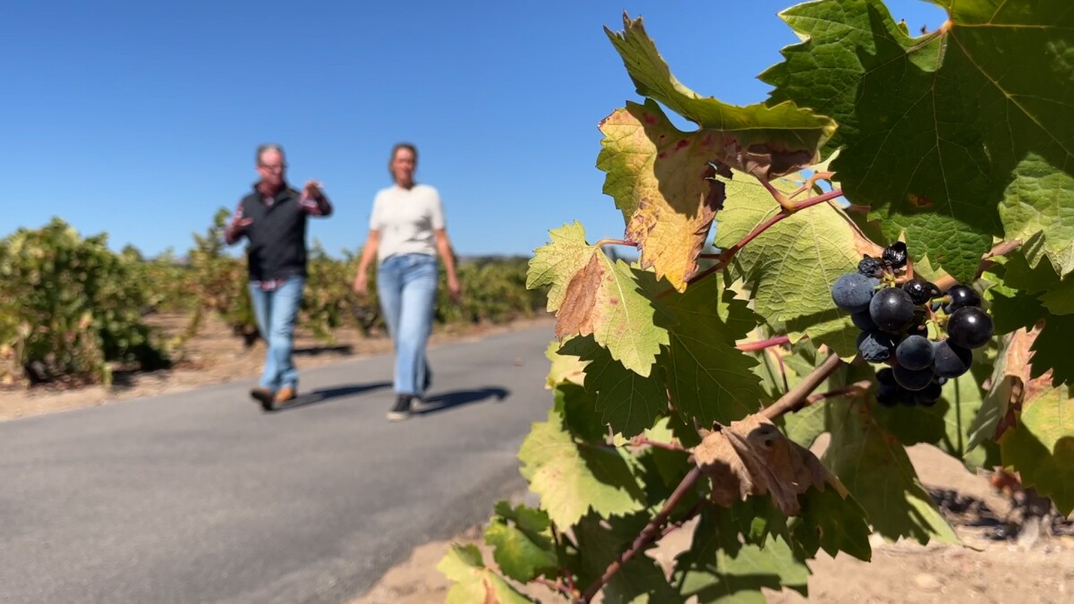 WWTorell's tweet card. Republic National Distributing Company (RNDC) has left the California market, meaning hundreds of wineries and distilleries around the state are now in limbo, scrambling to find a new distributor.
