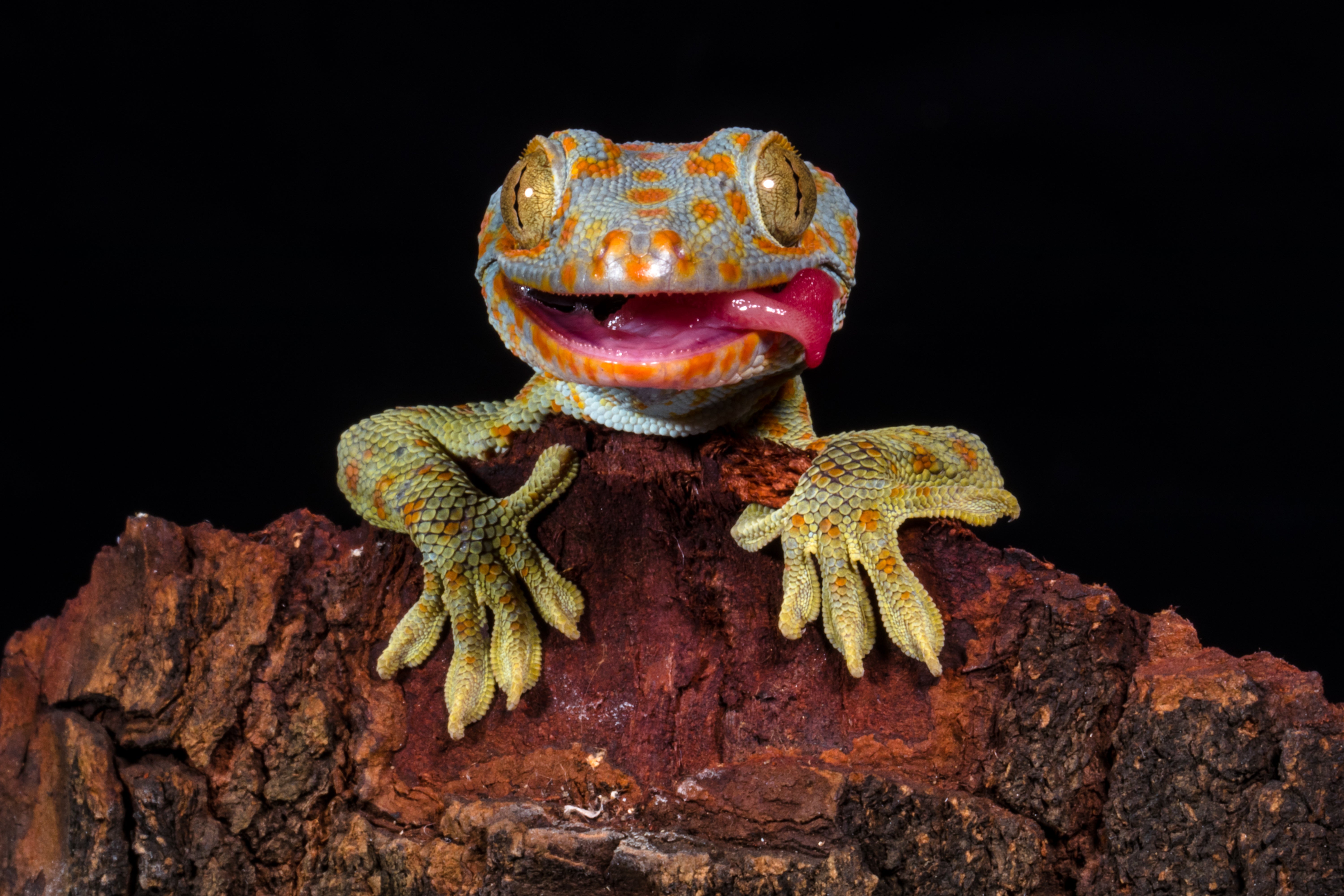 CUEngineering's tweet card. The tiny lizards can climb glass and cling to ceilings thanks to their sticky toes. Now those toes have inspired a new material that could deliver targeted