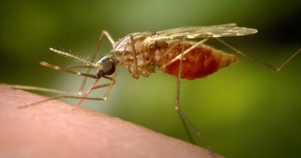 GoSTL's tweet card. In rare cases, especially in older adults or people with weakened immune systems, West Nile virus can cause serious problems like swelling of the brain or spinal cord, or paralysis.