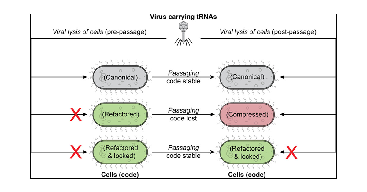 nonstandardcode's tweet card. The genetic code defines the correspondence between codons in genes and amino acids in proteins. Reassignment of sense codons to different amino acids can create cells with refactored genetic codes...