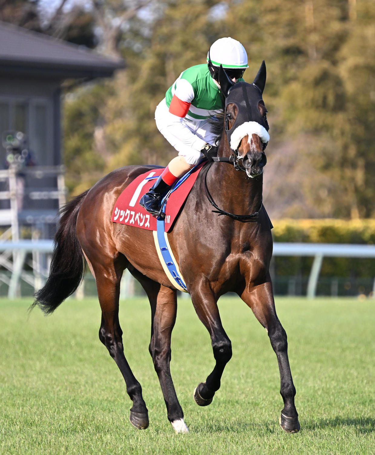 ashigekeiba's tweet card. 　今年の中山記念など芝G2を3勝しているシックスペンス（牡4、国枝）が13日盛岡の南部杯（Jpn1、ダート1600メートル）で初ダート戦に挑む。当初は補欠馬だったが繰り上がりで出走枠に入った。 　