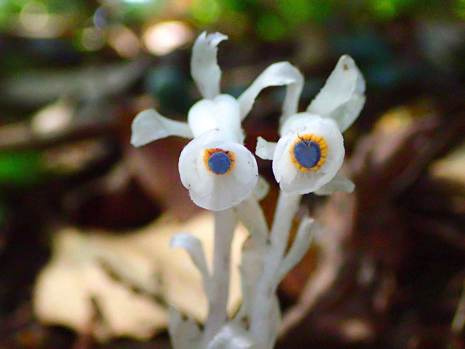 tugutuguk's tweet card. Japanese botanist Kenji Suetsugu studies plants that steal carbon and nutrients from soil fungi
