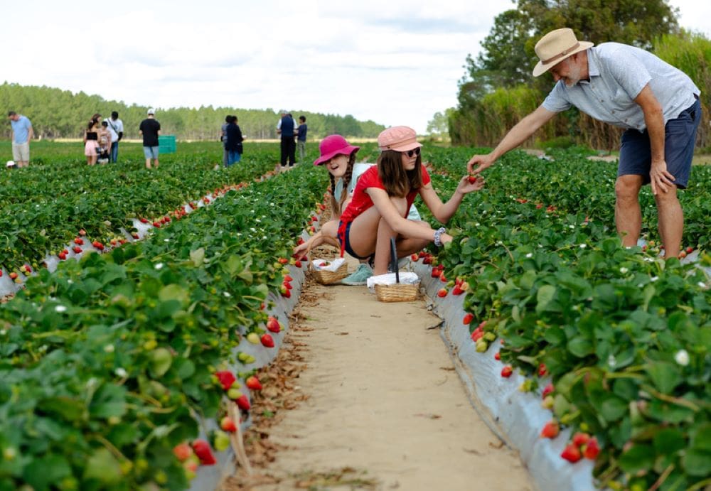 5thGenFarm's tweet card. Setting up a roadside stall to sell your fresh fruit and veggies will be easier thanks to agritourism planning reforms from the NSW Government.