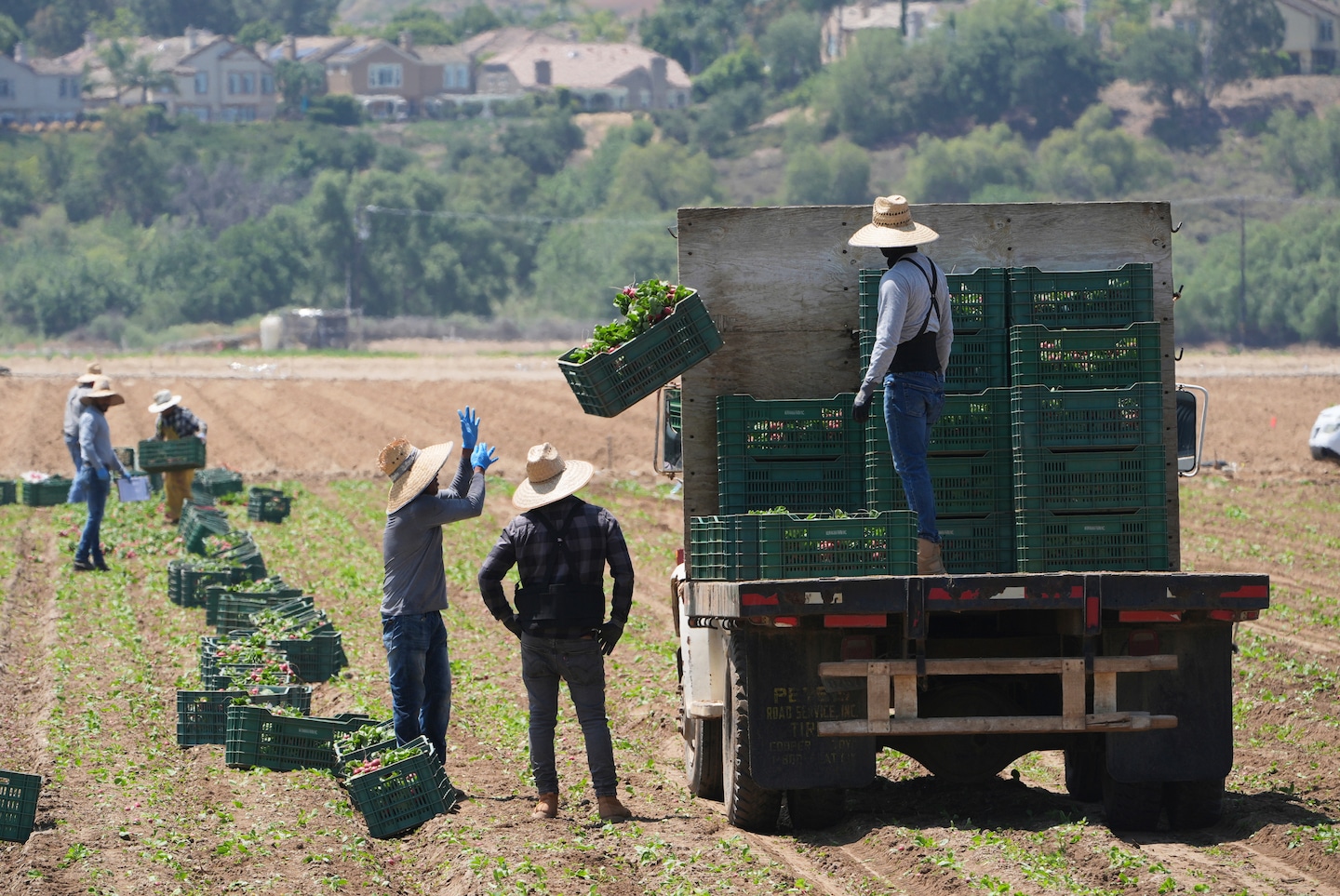 natalie_allison's tweet card. ICE agents have been told to continue conducting enforcement operations at agricultural businesses despite concerns about effects on the food industry.