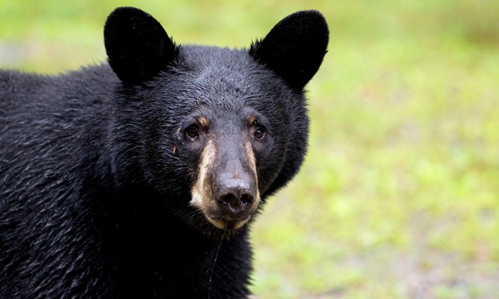 WWondolowski's tweet card. Sign our petition to help pass a federal bill that would ban the cruel practice of bear baiting in the United States.
