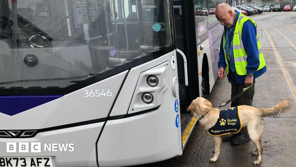 BusUsersUK's tweet card. First Bus says the experience allowed the dogs to "get the jitters" out of the way.