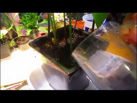 linux_user_73's tweet card. Planting An Indoor Avocado Grove - Wisconsin Garden Video Blog 470