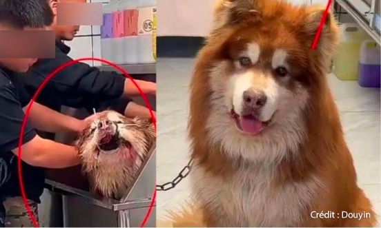 LuciSafrany's tweet card. Animaux - Signez la pétition : Justice pour Aite le chien tué en live par un influenceur !