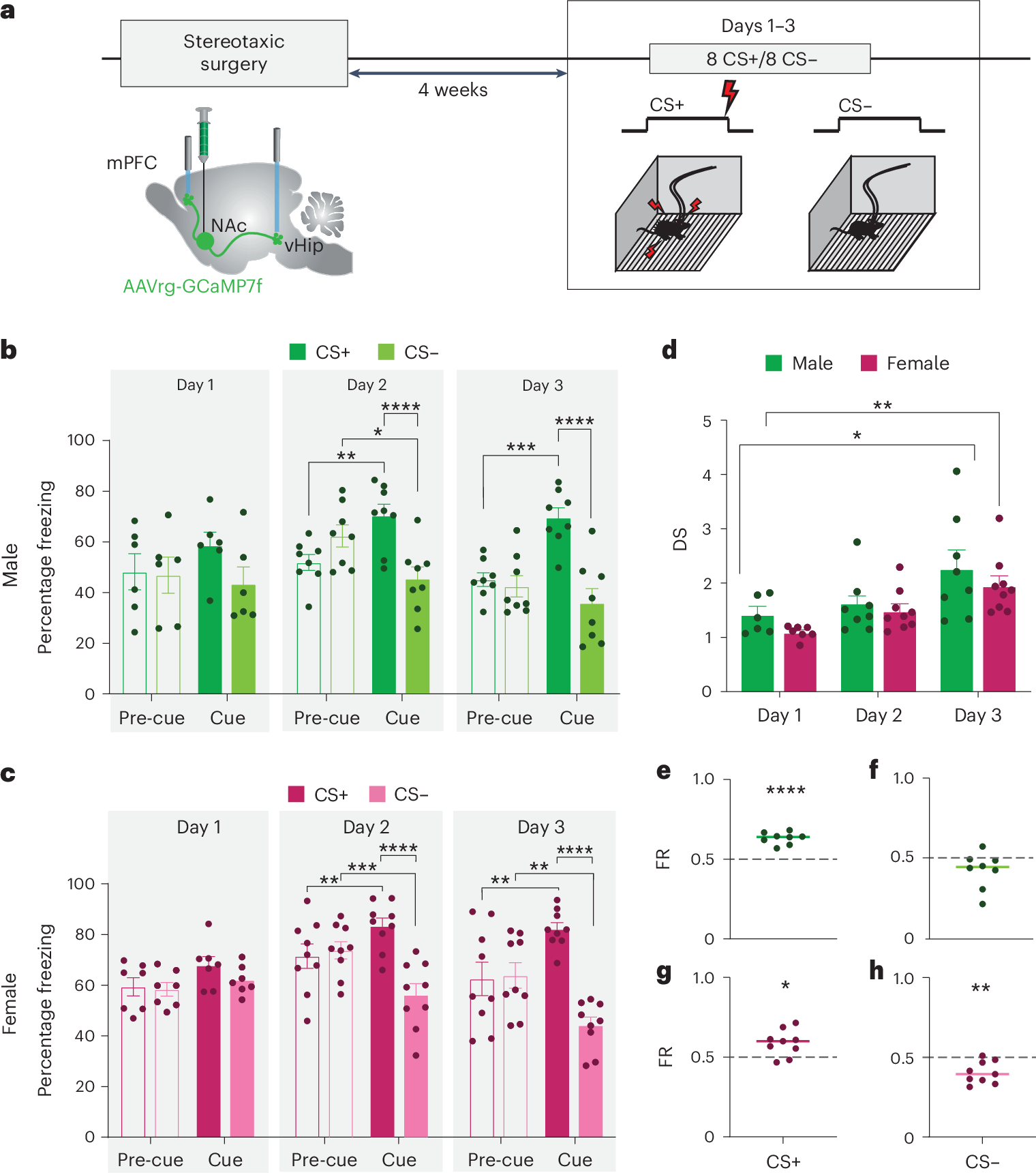 SustainHistory's tweet card. Nature Neuroscience - Muir et al. explore threat discrimination in male and female mice and find that, despite similar behavioral acquisition, there are surprising sex differences in the neural...