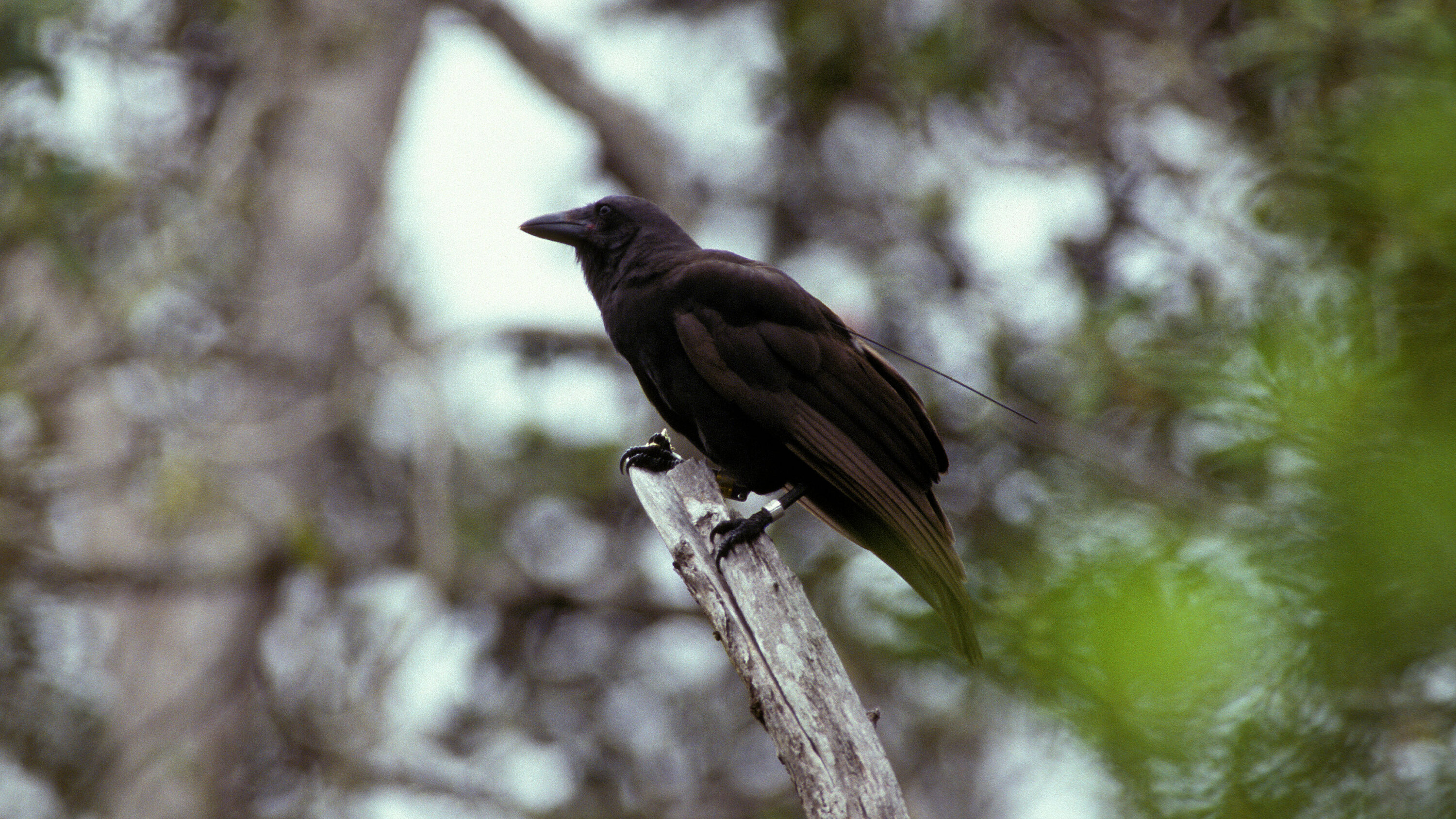 nytclimate's tweet card. Researchers are trying a new strategy to reintroduce Hawaiian crows, which have been extinct in the wild for two decades.