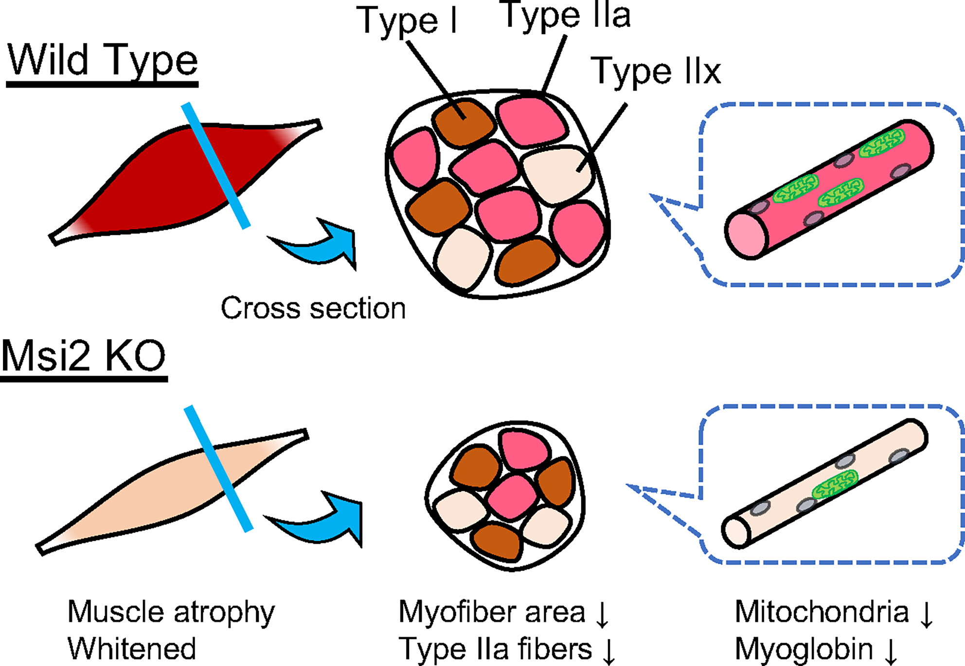 TMU_MBExLab's tweet card. The soleus muscles of Msi2 knockout (KO) mice appeared atrophied and whitened. Histological analysis of muscle cross sections showed that the number of type IIa fibers, which are fast and oxidative...
