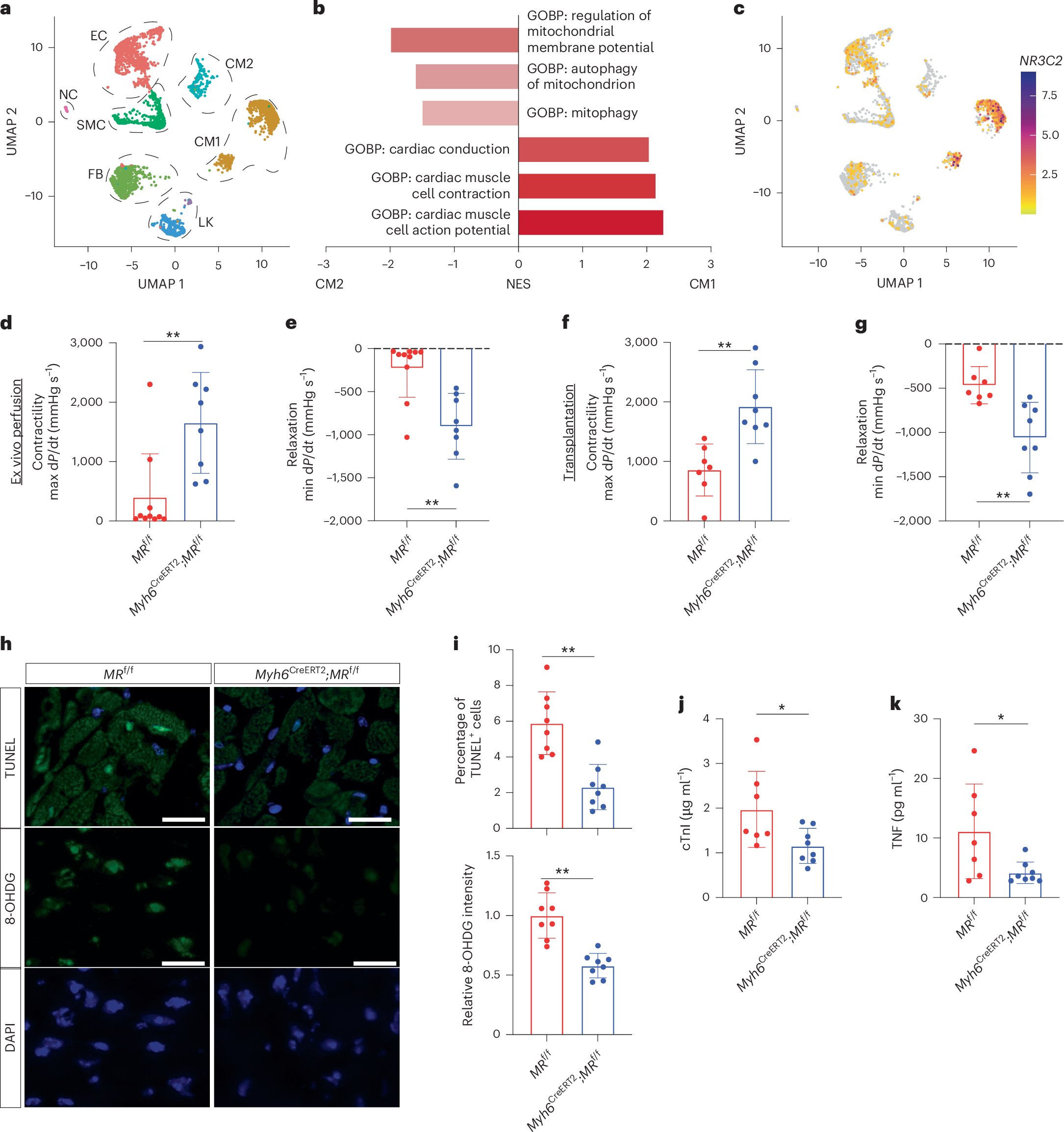 NatureCVR's tweet card. Nature Cardiovascular Research - Lei et al. show that cold preservation of heart transplants triggers mineralocorticoid receptor clustering in cardiomyocyte nuclei, and blocking this improves heart...