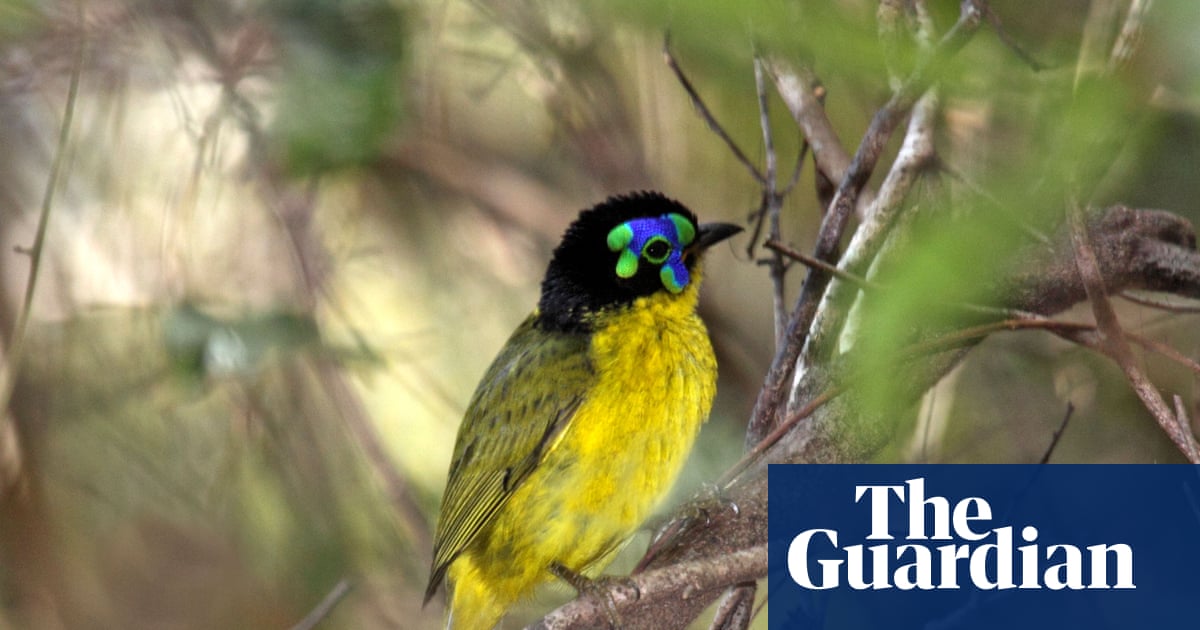 3ty3's tweet card. Biodiversity losses are growing, the IUCN reports as summit opens, but green turtle’s recovery ‘reminds us conservation works’