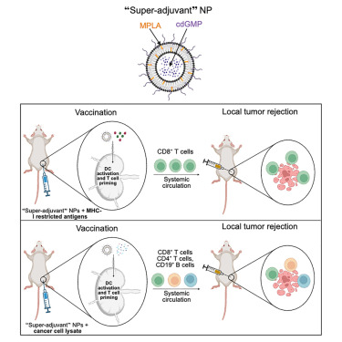 CellRepMed's tweet card. Kane et al. report on the design of a “super-adjuvant” nanoparticle system as a modular, customizable platform for next-generation cancer vaccination.