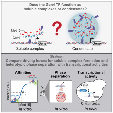 ShorterLab's tweet card. Bremer et al. compare two competing models for how transcription factors mediate gene regulation: via phase separation or via soluble complex formation. They demonstrate that Gcn4 sequence variants...