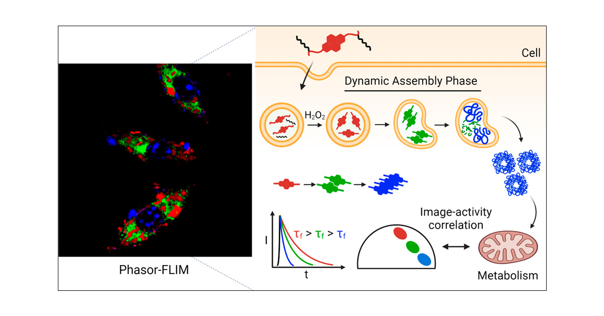 Lab_DavidNg's tweet card. The complex dynamics and transience of assembly pathways in living systems complicate the understanding of these molecular to nanoscale processes. Current technologies are unable to track the...