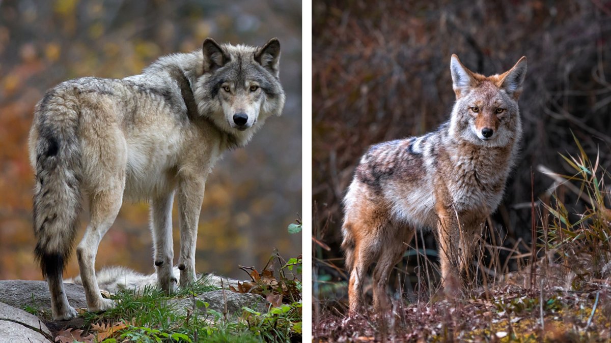 Howling4Wolves's tweet card. Yes, wolves are bigger and coyotes are smaller, but there’s more to it than that. Let’s compare and contrast a wolf vs. coyote.