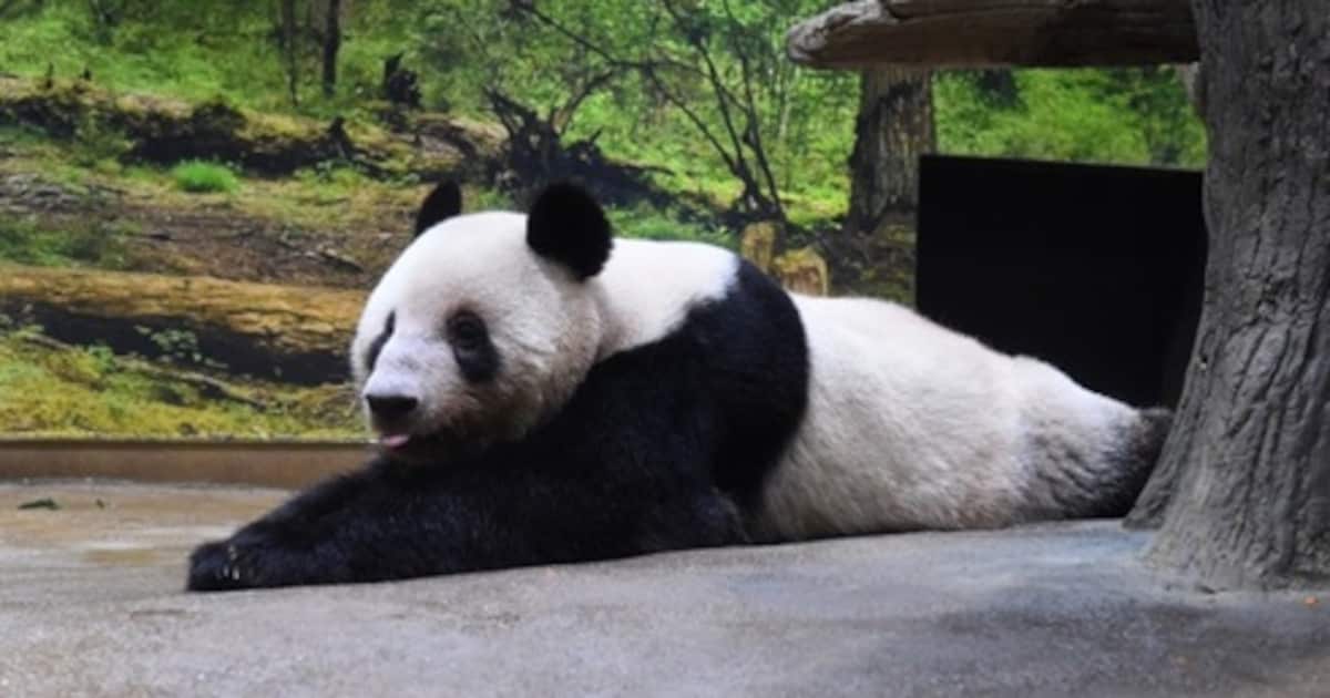 Sankei_news's tweet card. 東京都が、上野動物園（東京都台東区）のジャイアントパンダを巡り、貸与元の中国野生動物保護協会に貸与継続を要望しているものの、前向きな回答を得られていないことが…