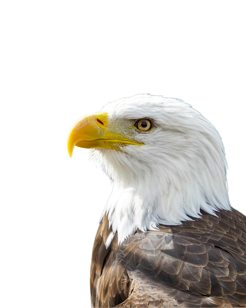 unqlite_db's tweet card. Remove image backgrounds in bulk with PixLab's AI-powered tool. Perfect for e-commerce businesses, photographers, and anyone needing fast, accurate background removal.