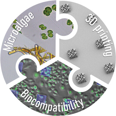 claravamar_'s tweet card. Microalgae-based materials for two-photon laser 3D printing are introduced for the first time. After functionalizing the microalgae-derived triglycerides with acrylate moieties it is possible to...