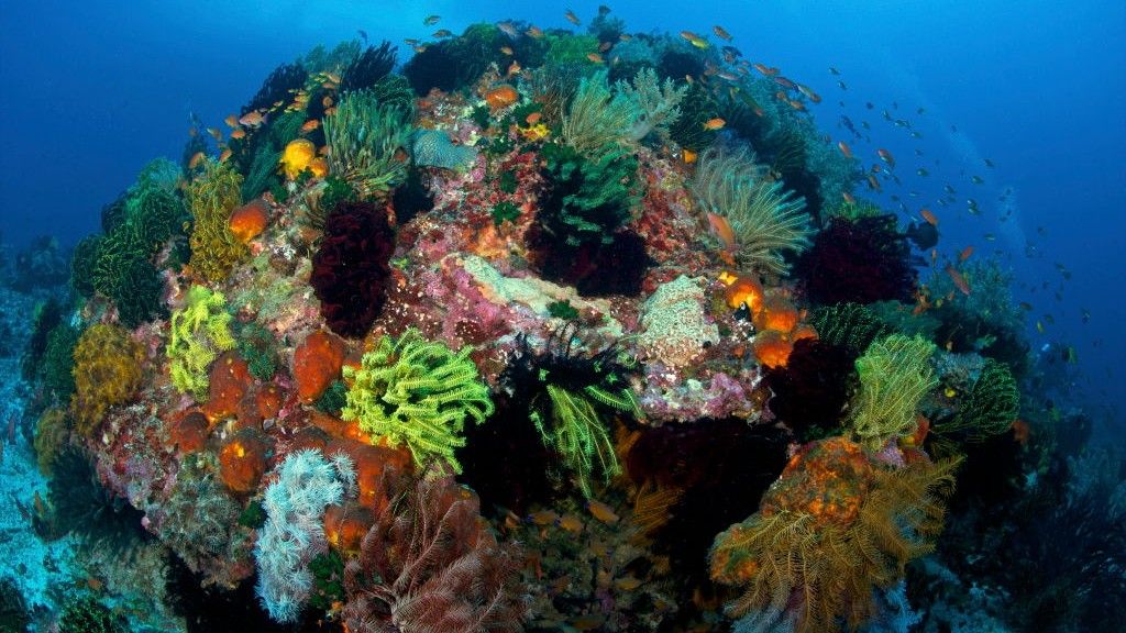 BeachNecessity's tweet card. The Coral Triangle is an extremely biodiverse patch of ocean around the Philippines and Papua New Guinea. Its relatively murky waters appear to shield it against climate change — for now.
