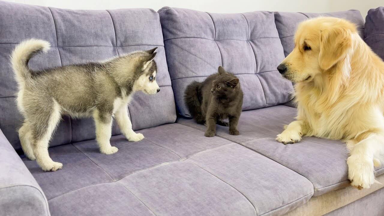 universitycatc's tweet card. 子猫の母親代わりになっている心優しいゴールデンレトリバーが、子猫と初めて顔合わせするハスキーの子犬を優しく見守