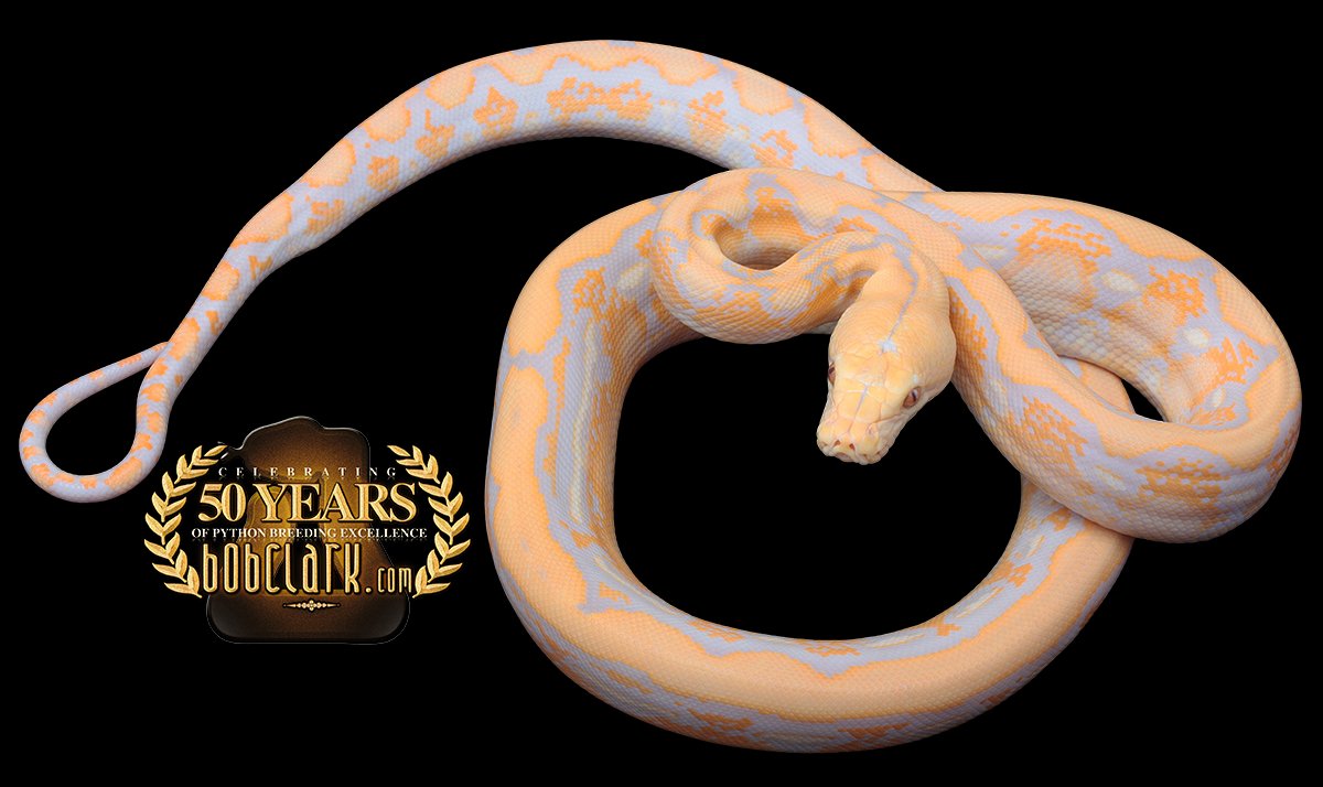 PythonBobClark's tweet card. LAYBUY NOT AVAILABLE 2025-7-16 femaleretic_albino_fws2