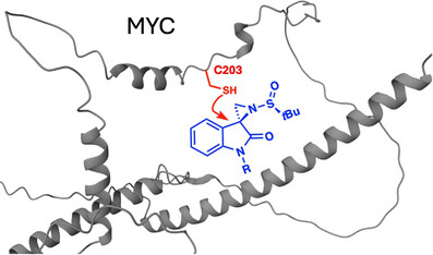 DanNomura's tweet card. This study reports stereoselective sulfinyl aziridine covalent ligands that directly degrade the oncogenic transcription factor MYC by engaging intrinsically disordered cysteine C203. Lead compound...