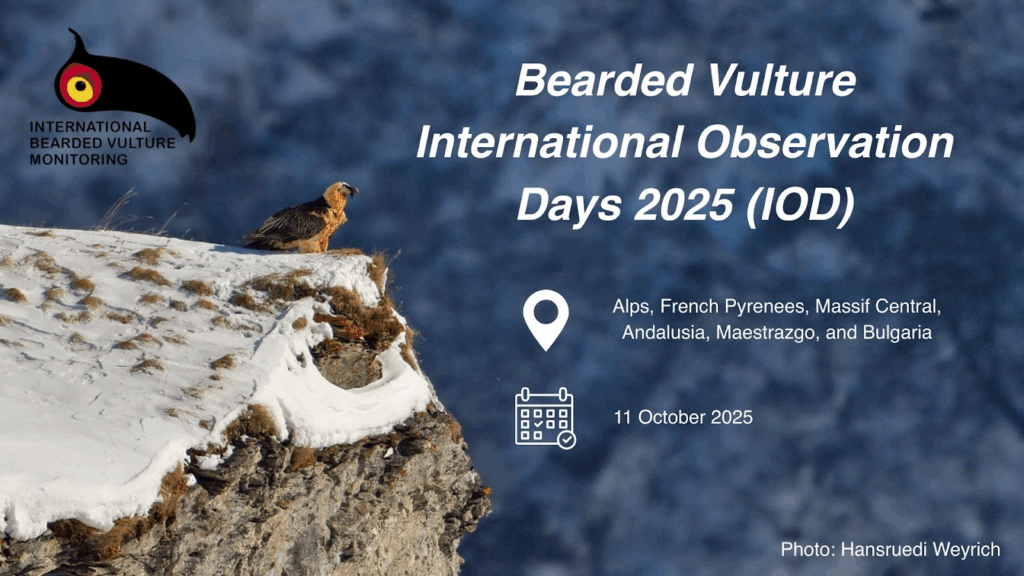 RSPBScience's tweet card. Grab your binoculars and head outdoors to help monitor one of Europe’s rarest and most impressive birds of prey! This year marks the 20th anniversary of the Bearded Vulture International Observation...