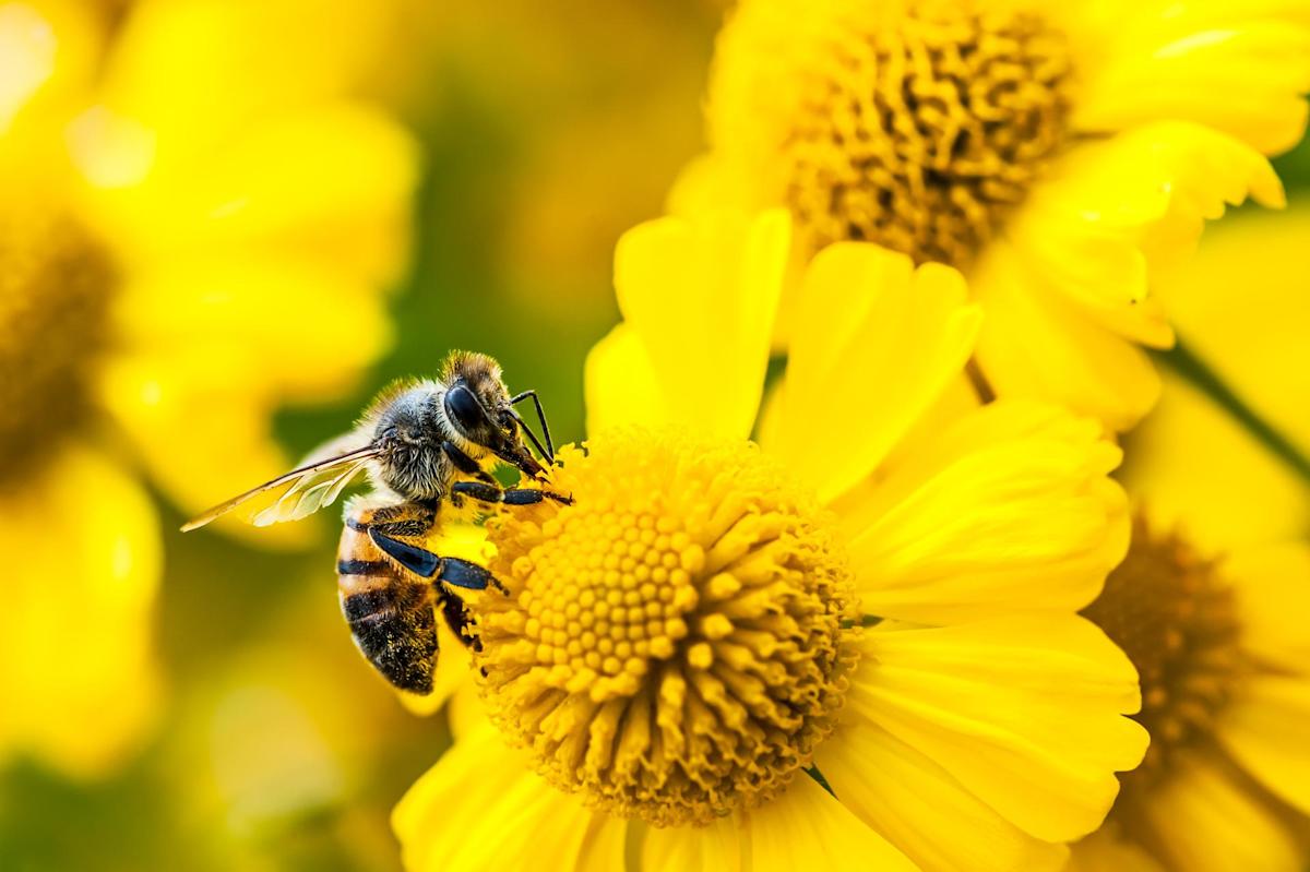 ElsevierConnect's tweet card. New research reveals honeybee dance language is more complex than once thought, reshaping our understanding of bee communication and behavior.