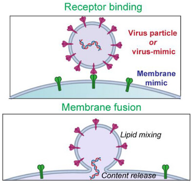 Ahanjit's tweet card. The pseudo-infection model is a bottom-up synthetic tool which is useful for studying the mechanisms of cellular entry of viruses and virus-inspired nanocarriers in a minimal cell-free fashion. This...