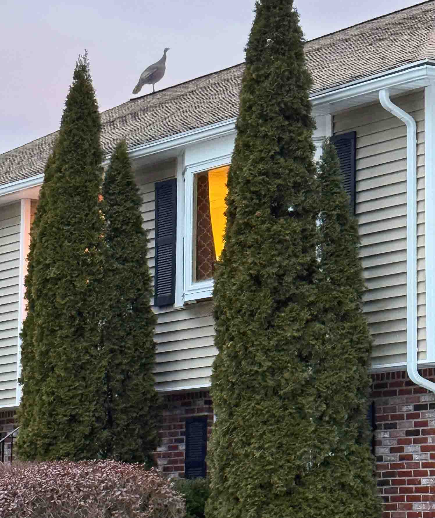 bcattv's tweet card. 🦃 John Sutherby sent in this photo of a turkey perched high upon a neighborhood roof, “While doing my regular walk, I noticed atop a neighbor’s home an early arrival […]