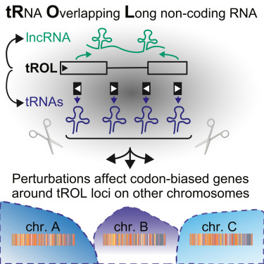 CellReports's tweet card. Ahmed et al. define tRNA-overlapping lncRNAs (tROLs). tROLs in gene-dense regions interact between chromosomes and depend on each other’s transcription. tROL perturbations silence codon-biased genes...