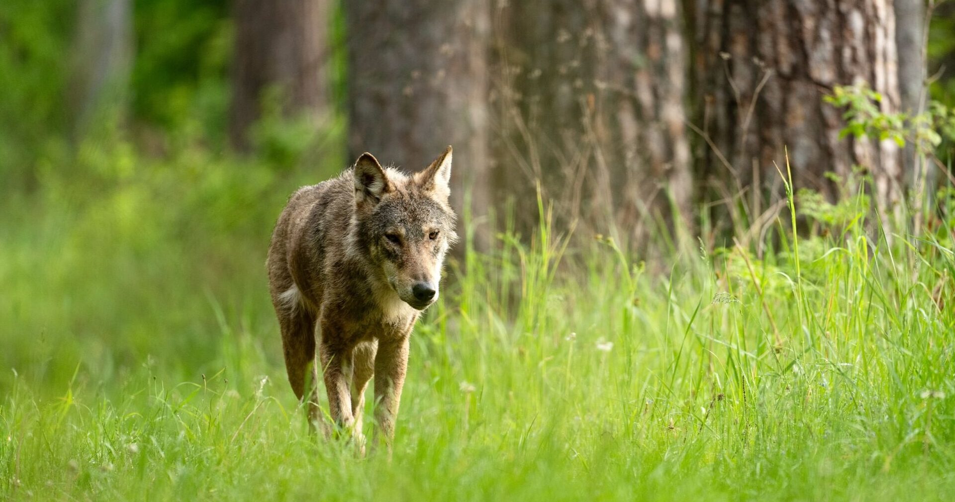 MexicanWolves's tweet card. A new Western University study shows that even where laws are in place to protect them, wolves fully fear the human ‘super predator.’