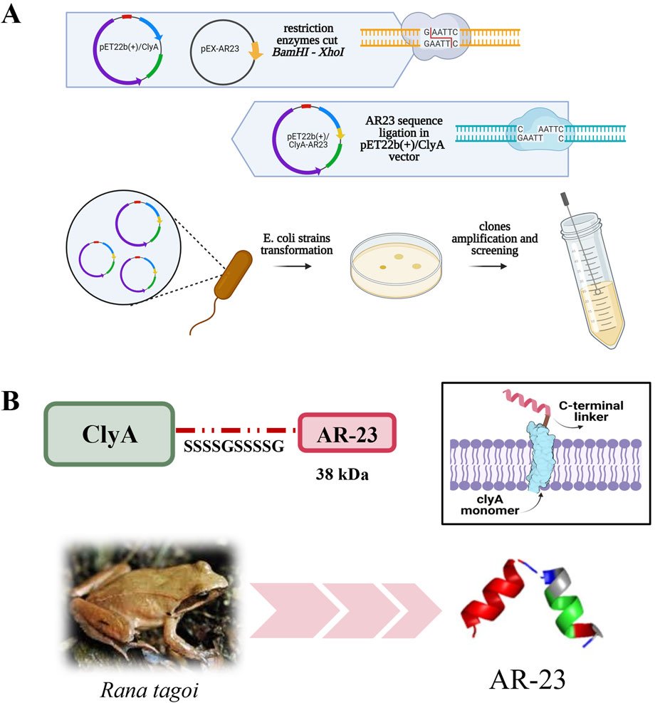 FrontMolBioSci's tweet card. IntroductionAnti-microbial peptides (AMPs) are a well-established alternative among antiviral and antibacterial agents, having considerable advantages over t...