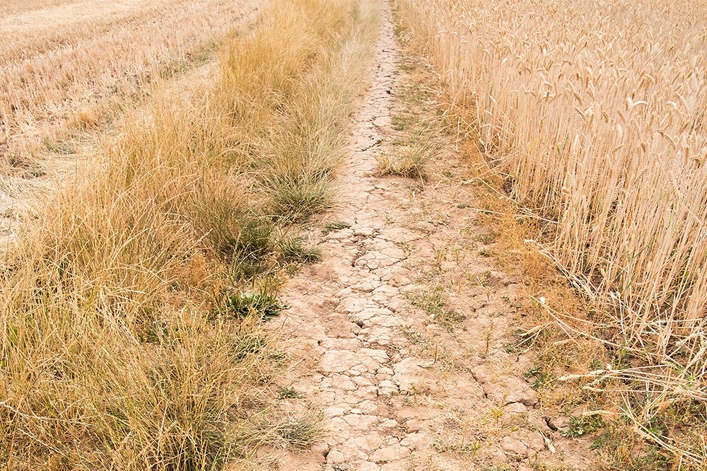 EarthAccounting's tweet card. Extreme weather so far in the 2020s has played a “major role” in creating a total deficit in wheat production of over seven million tonnes, according to the Energy and Climate Intelligence Unit, a...