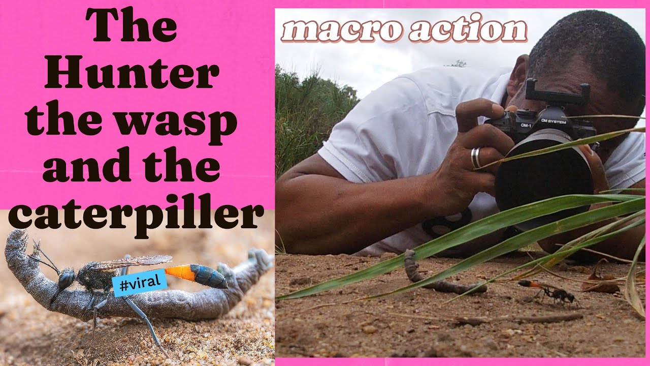 macro_action's tweet card. The hunt for digger wasps with the OM1 mkii plus 90mm M.Zuiko Nikon...