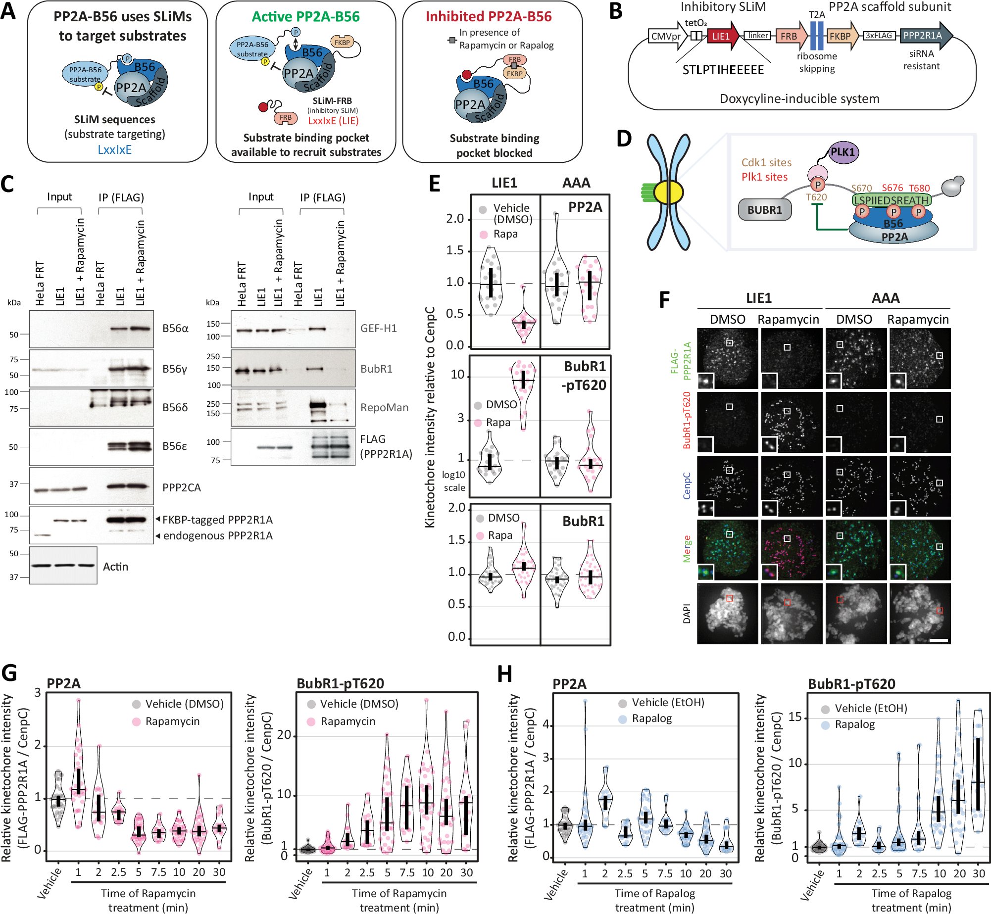 mbbuchc's tweet card. Nature Communications - Phosphatase enzymes are challenging to study due to a lack of specific inhibitors. Here, authors develop a chemical-genetic system to inhibit and characterize a major...