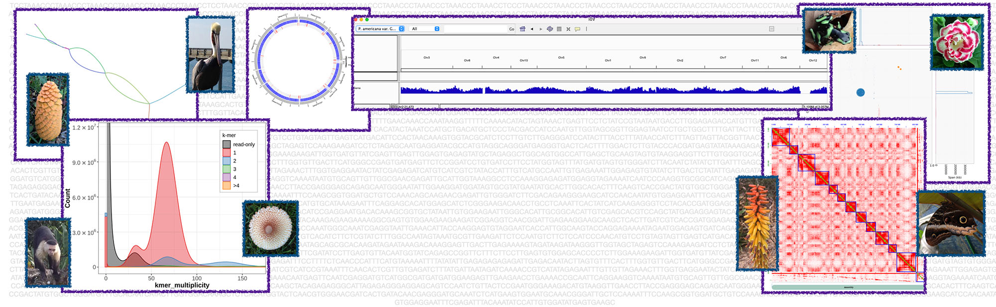 aubombarely's tweet card. The field of genome assembly has been revolutionized by the availability of long reads (Nanopore, PacBio) and scaffolding approaches using chromosome conformation capture (HiC), making it possible to…