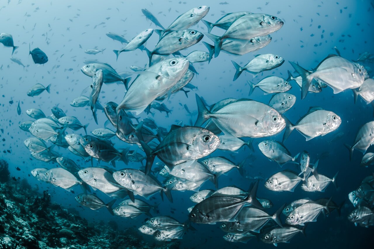 AgathoniaMedia's tweet card. The seas have long sustained human life, but a new UC Santa Barbara study shows that rising climate and human pressures are pushing the oceans toward a dangerous threshold.