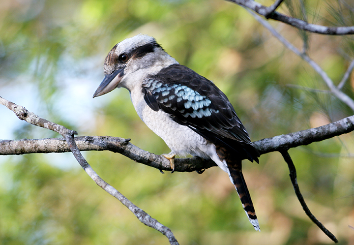 LGBTHM's tweet card. Survey of five Australian avians finds numerous discordant individuals, including a genetically male bird that had laid an egg