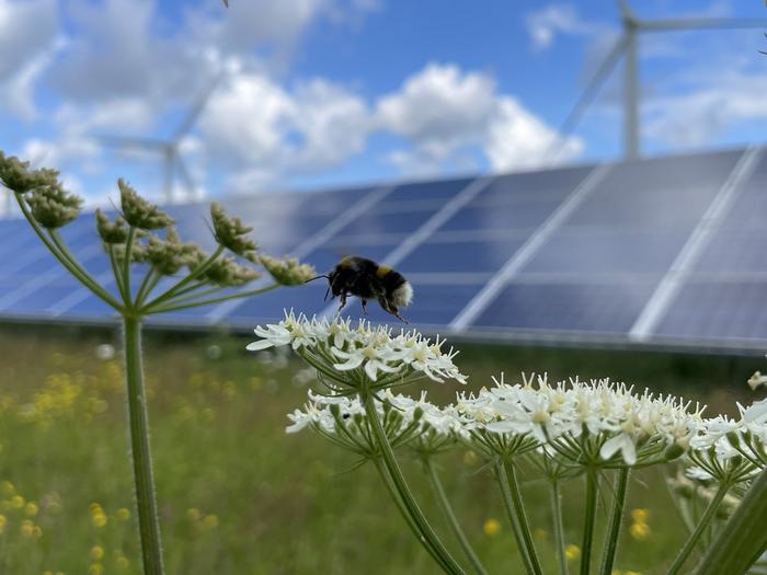 Technology_LR's tweet card. How can solar farm help improve bumblebee populations and habitats? This is what a recent study published in Global Change Biology hopes to address as a te | Technology